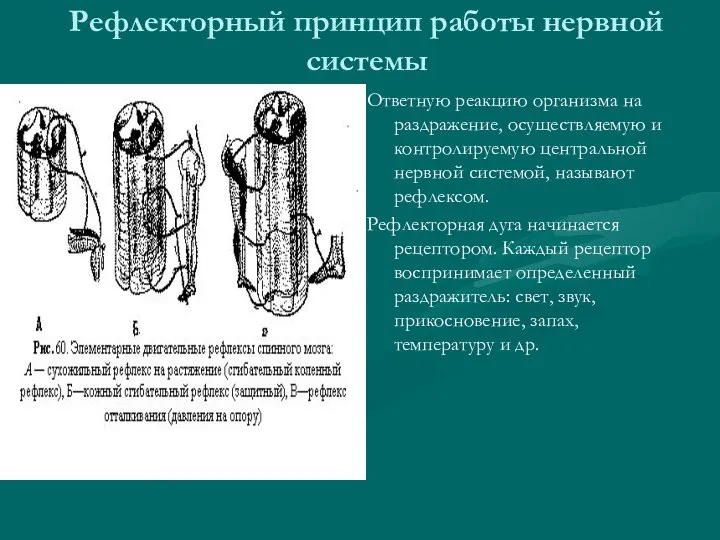 Рефлекторный принцип работы нервной системы Ответную реакцию организма на раздражение, осуществляемую