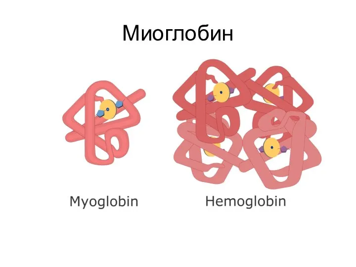 Миоглобин