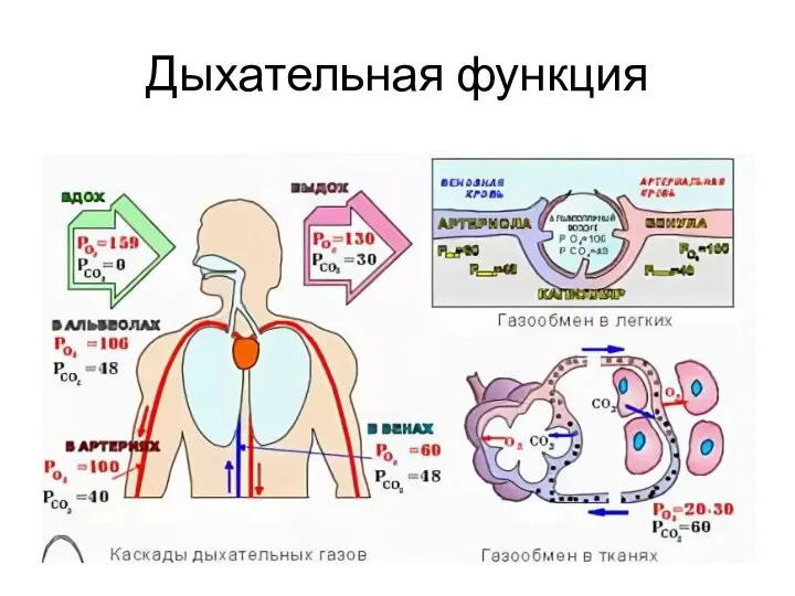 Дыхательная функция