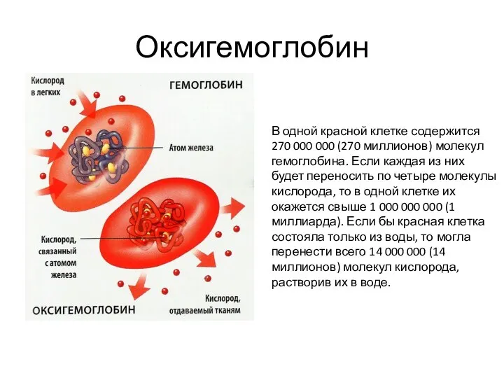 Оксигемоглобин В одной красной клетке содержится 270 000 000 (270 миллионов)