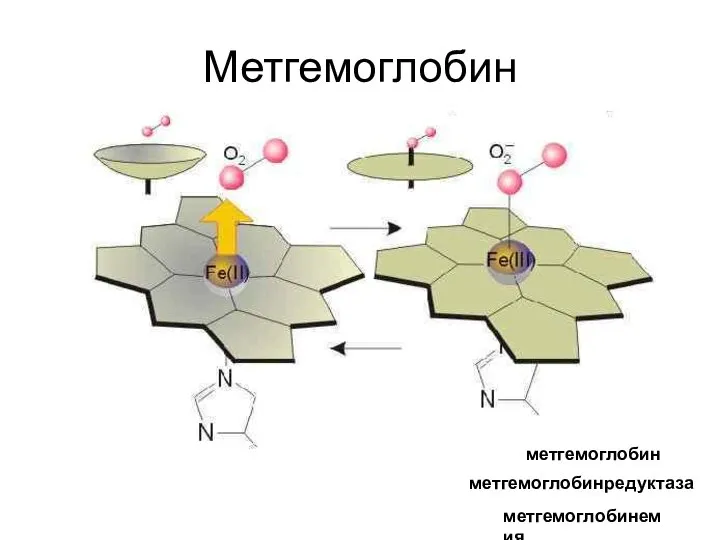 Метгемоглобин метгемоглобин метгемоглобинредуктаза метгемоглобинемия