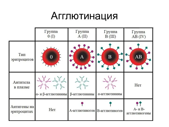 Агглютинация