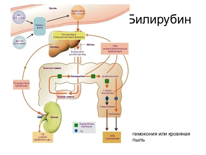 Билирубин гемокония или кровяная пыль