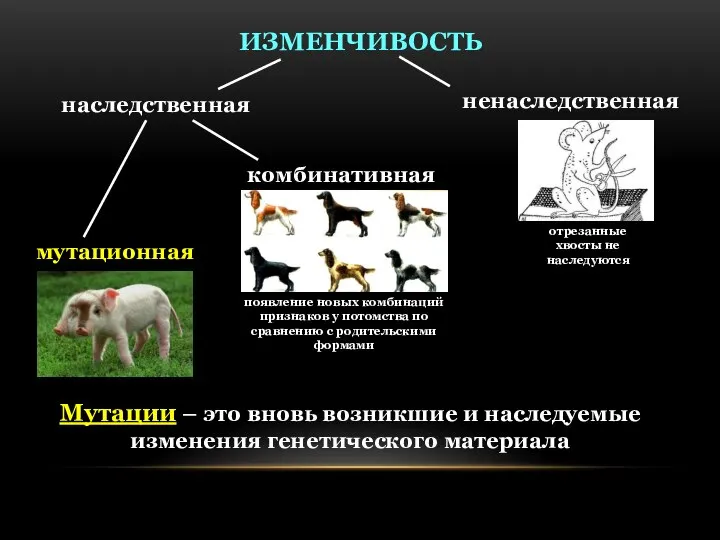 Мутации – это вновь возникшие и наследуемые изменения генетического материала ИЗМЕНЧИВОСТЬ наследственная ненаследственная