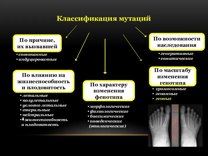 Классификация мутаций По характеру изменения фенотипа По причине, их вызвавшей спонтанные