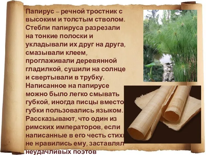 Папирус – речной тростник с высоким и толстым стволом. Стебли папируса