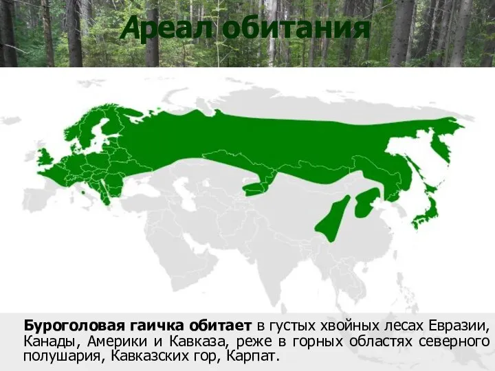 Ареал обитания Буроголовая гаичка обитает в густых хвойных лесах Евразии, Канады,