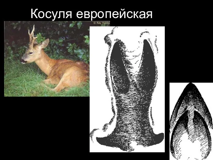 Косуля европейская