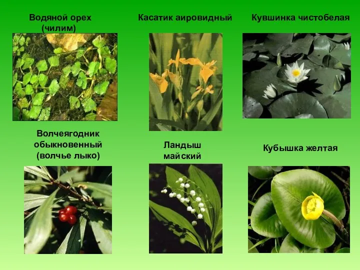 Водяной орех (чилим) Касатик аировидный Кувшинка чистобелая Волчеягодник обыкновенный (волчье лыко) Ландыш майский Кубышка желтая