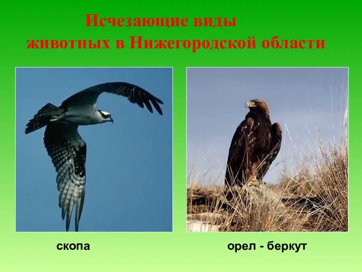 Исчезающие виды животных в Нижегородской области скопа орел - беркут