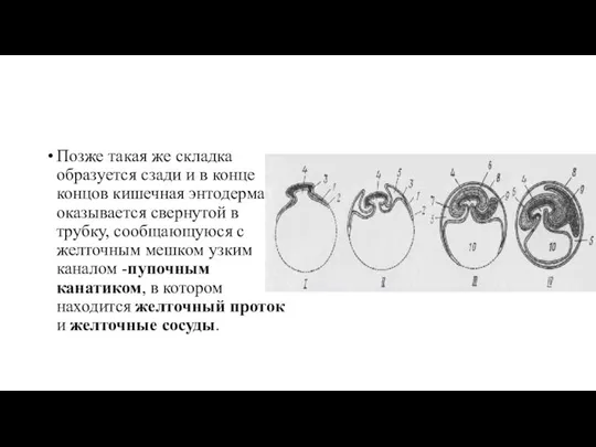 Позже такая же складка образуется сзади и в конце концов кишечная