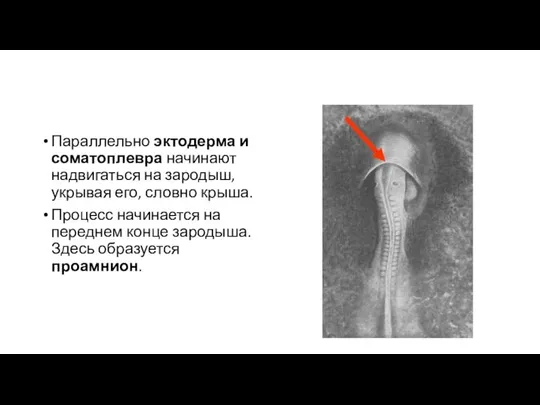 Параллельно эктодерма и соматоплевра начинают надвигаться на зародыш, укрывая его, словно