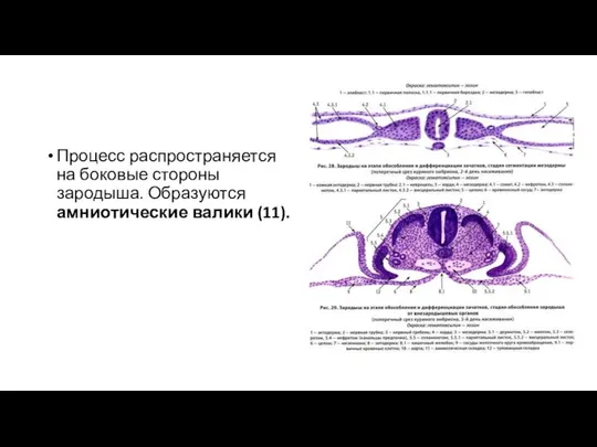 Процесс распространяется на боковые стороны зародыша. Образуются амниотические валики (11).