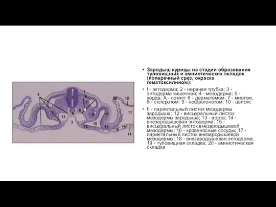 Зародыш курицы на стадии образования туловищных и амниотических складок (поперечный срез,