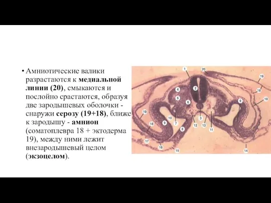 Амниотические валики разрастаются к медиальной линии (20), смыкаются и послойно срастаются,