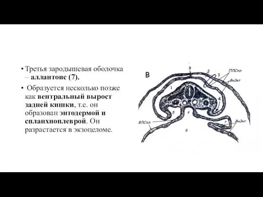 Третья зародышевая оболочка – аллантоис (7). Образуется несколько позже как вентральный