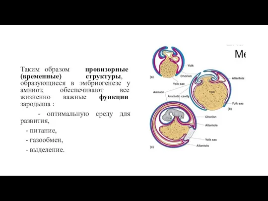 Таким образом провизорные (временные) структуры, образующиеся в эмбриогенезе у амниот, обеспечивают