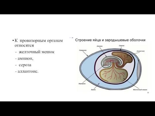 К провизорным органам относятся - желточный мешок - амнион, - сероза - аллантоис.