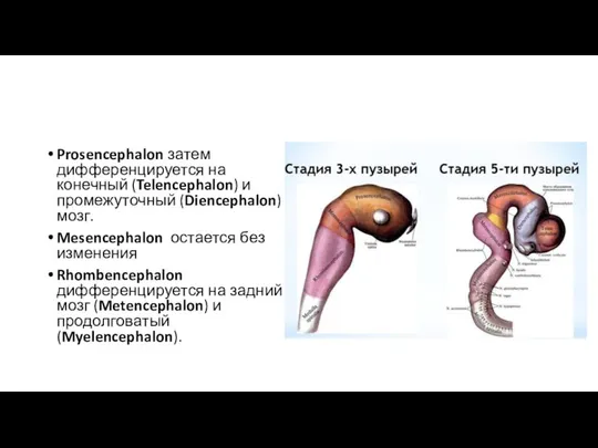 Prosencephalon затем дифференцируется на конечный (Telencephalon) и промежуточный (Diencephalon) мозг. Mesencephalon