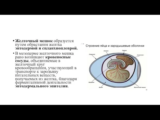 Желточный мешок образуется путем обрастания желтка энтодермой и спланхноплеврой. В мезодерме