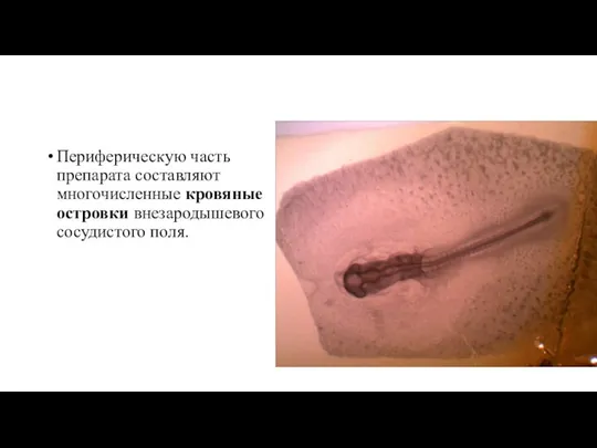 Периферическую часть препарата составляют многочисленные кровяные островки внезародышевого сосудистого поля.