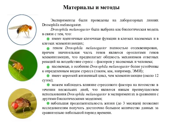 Материалы и методы Эксперименты были проведены на лабораторных линиях Drosophila melanogaster.