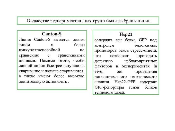 Hsp22 содержит ген белка GFP под контролем эндогенных промоторов генов стресс-ответа,