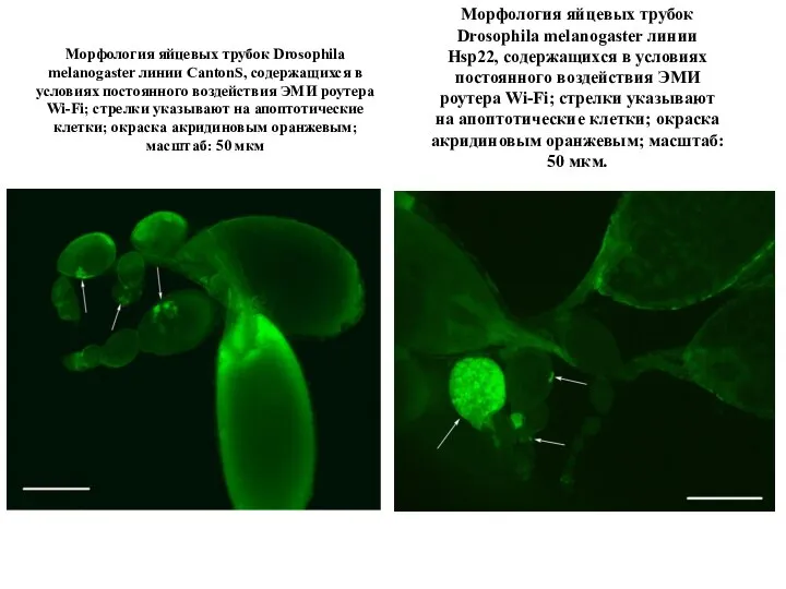 Морфология яйцевых трубок Drosophila melanogaster линии Hsp22, содержащихся в условиях постоянного