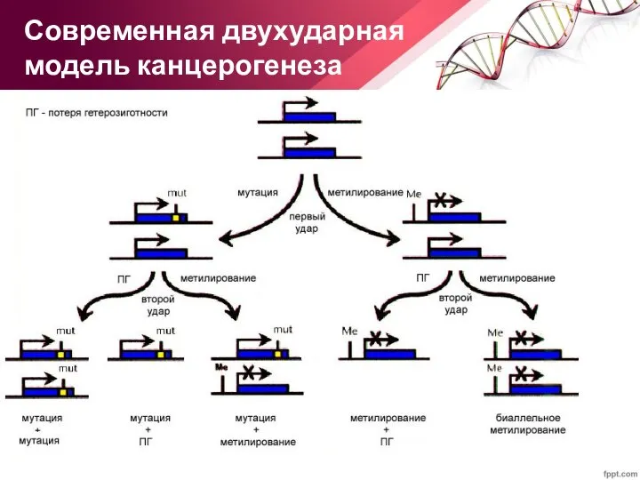 Современная двухударная модель канцерогенеза