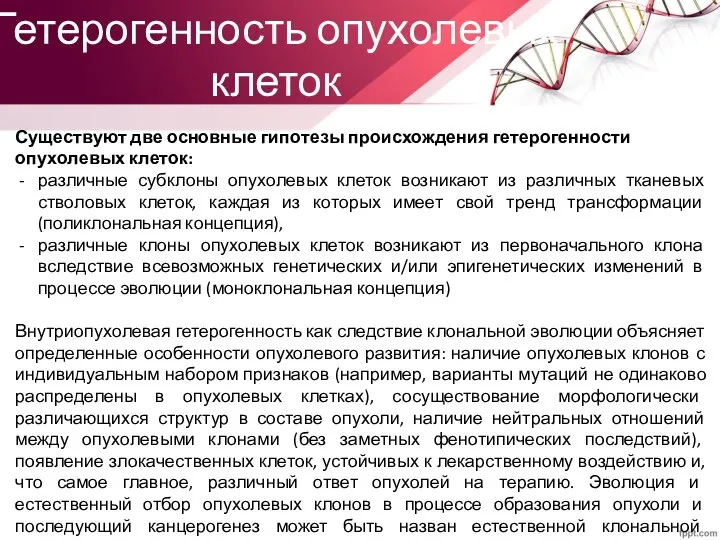 Гетерогенность опухолевых клеток Существуют две основные гипотезы происхождения гетерогенности опухолевых клеток: