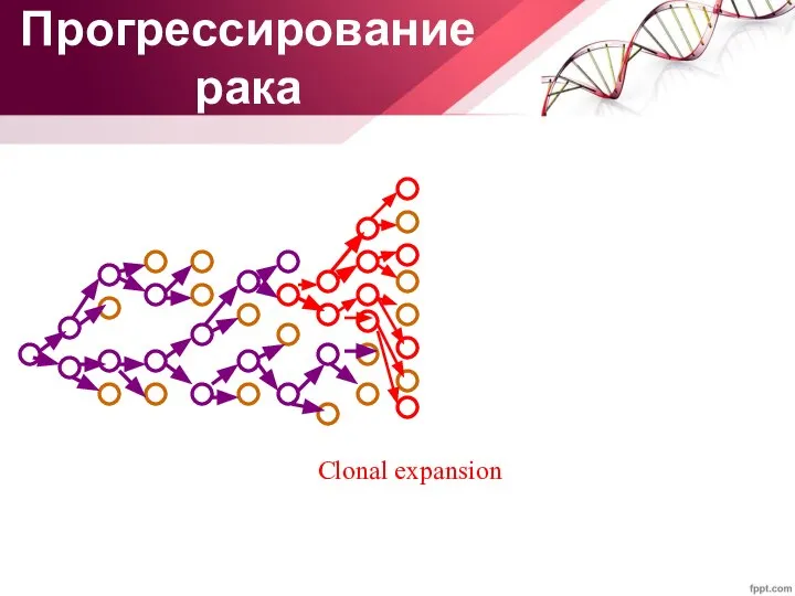 Clonal expansion Прогрессирование рака