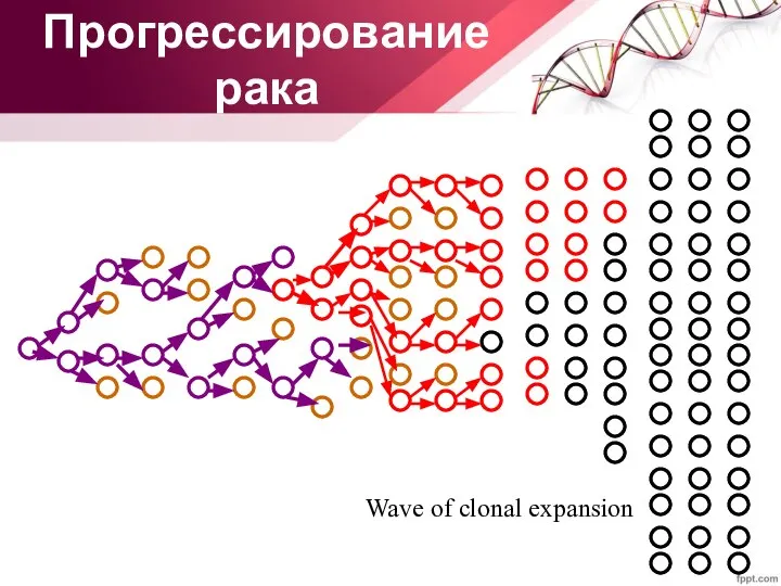 Wave of clonal expansion Прогрессирование рака