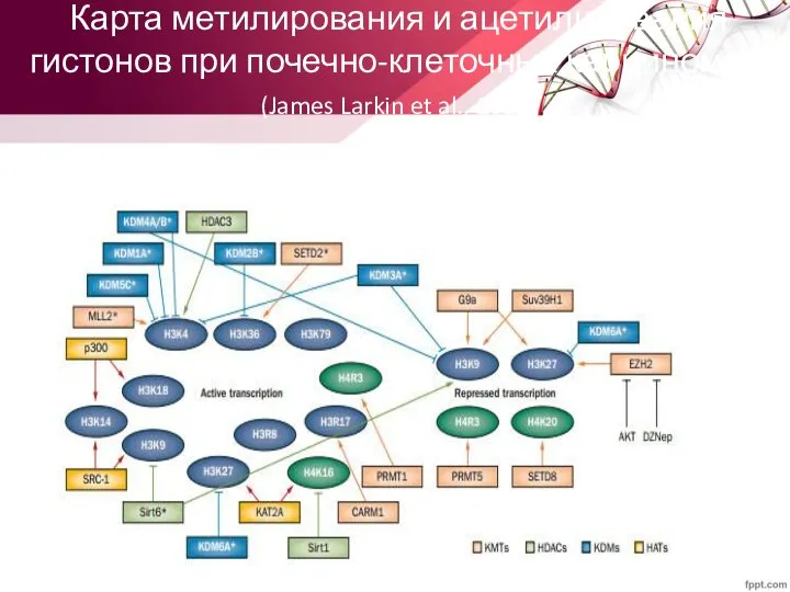 Карта метилирования и ацетилирования гистонов при почечно-клеточных карциномах (James Larkin et al., 2012)