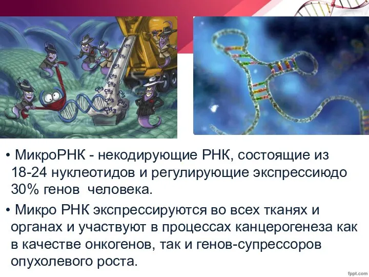 МикроРНК - некодирующие РНК, состоящие из 18-24 нуклеотидов и регулирующие экспрессиюдо