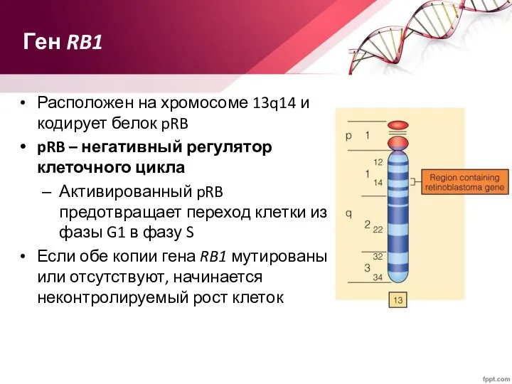 Ген RB1 Расположен на хромосоме 13q14 и кодирует белок pRB pRB