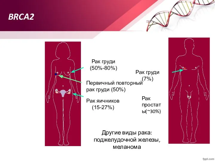 BRCA2 Другие виды рака: поджелудочной железы, меланома Рак груди (50%-80%) Рак