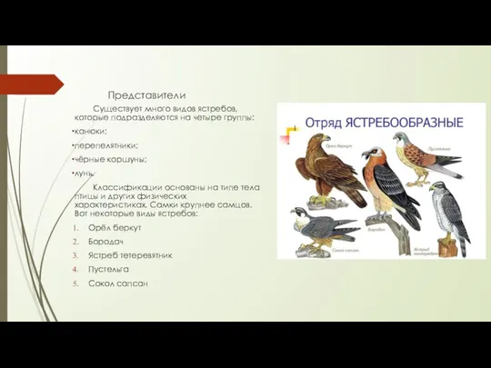 Представители Существует много видов ястребов, которые подразделяются на четыре группы: канюки;