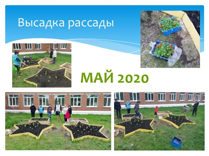 Высадка рассады МАЙ 2020