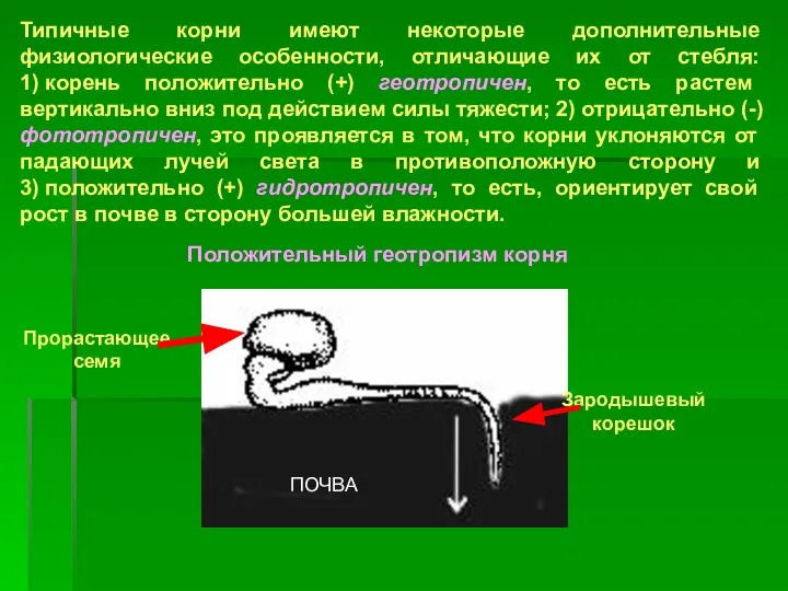 Типичные корни имеют некоторые дополнительные физиологические особенности, отличающие их от стебля: