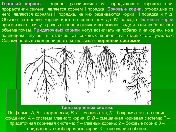 Типы корневых систем: По форме: А, Б – стержневая; В, Г