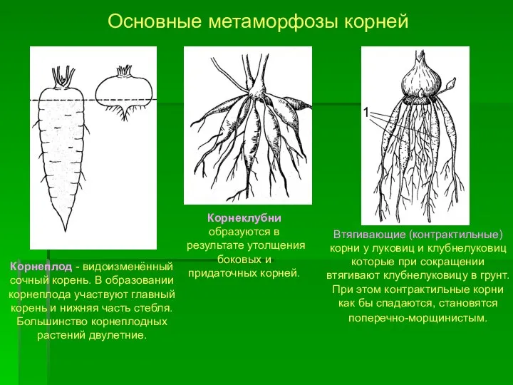 Корнеплод - видоизменённый сочный корень. В образовании корнеплода участвуют главный корень