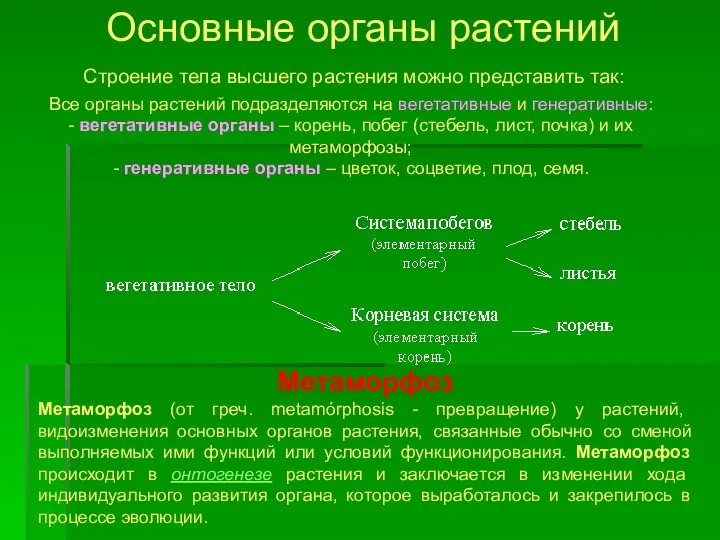 Основные органы растений Строение тела высшего растения можно представить так: Метаморфоз