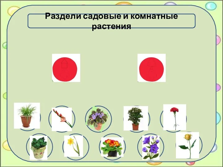 Раздели садовые и комнатные растения