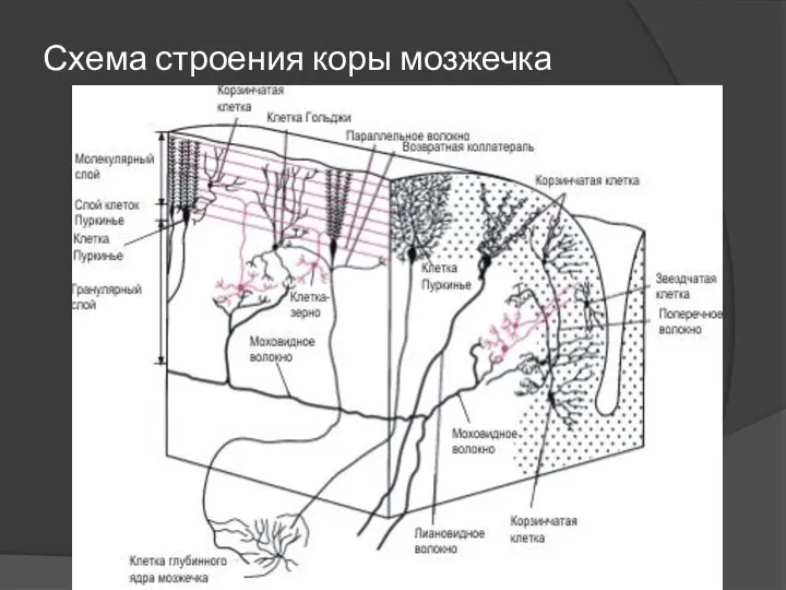 Схема строения коры мозжечка