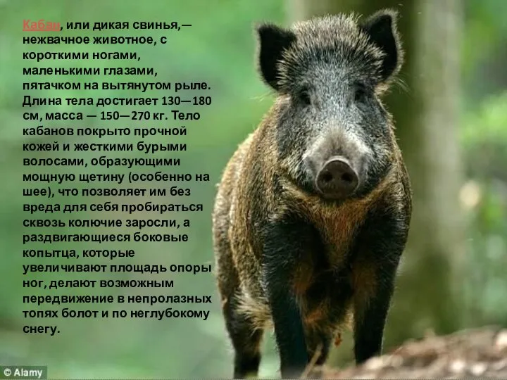 Кабан, или дикая свинья,— нежвачное животное, с короткими ногами, маленькими глазами,