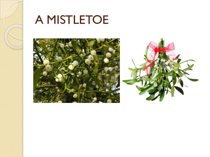 A MISTLETOE