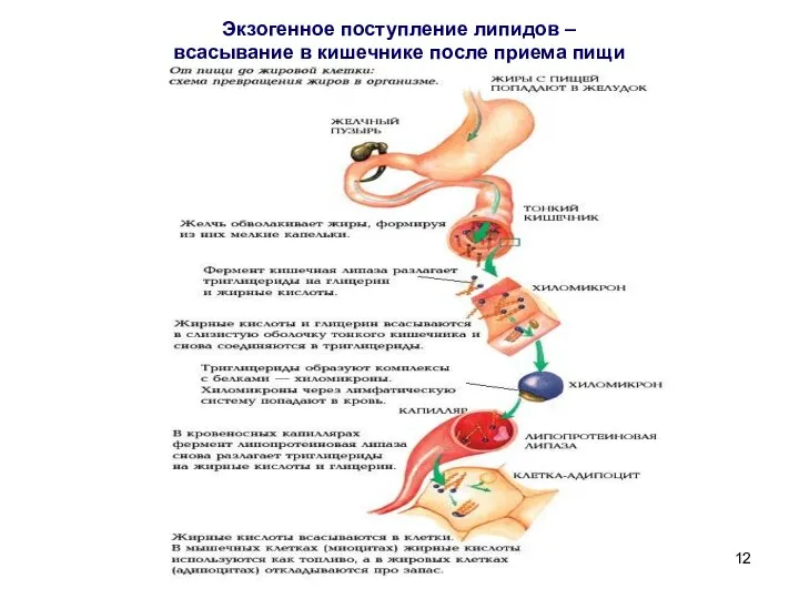 Экзогенное поступление липидов – всасывание в кишечнике после приема пищи