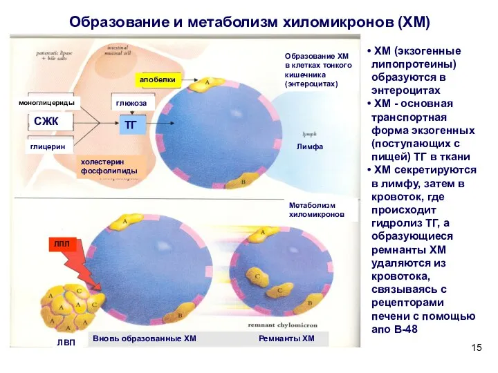 Образование и метаболизм хиломикронов (ХМ) ХМ (экзогенные липопротеины) образуются в энтероцитах