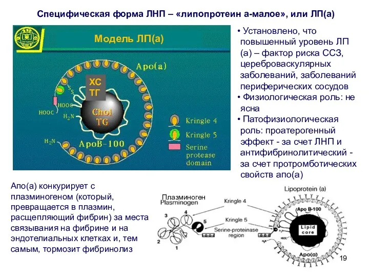 Апо(а) конкурирует с плазминогеном (который, превращается в плазмин, расщепляющий фибрин) за