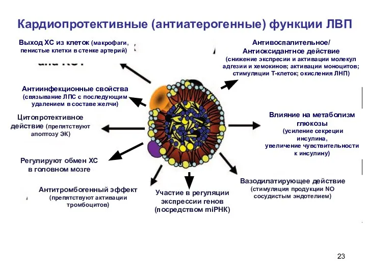 Кардиопротективные (антиатерогенные) функции ЛВП Выход ХС из клеток (макрофаги, пенистые клетки